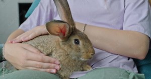 A cute rabbit sits on a child's lap as the girl pets her beloved pet.