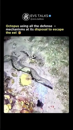 Octopus Uses Every Trick to Escape an Eel! 😱🐙 | Nature’s Ultimate Escape Artist 🐍💨