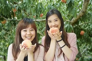 4.7K views · 227 reactions | Looking at options for summer activities in Japan? One wonderful thing to do that is quite special in the first month of the summer is fruit picking! At the beginning of the month, sweet cherries begin to grow, with Japan’s famously sweet and juicy peaches following in the later weeks of June. On top of that, the gorgeous area surrounding Mt. Fuji, with its beautiful scenery offers many places to pick these famous fruits! | Japan Info | Facebook