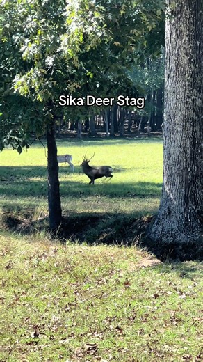 Sika Deer Hunting Experience at Goodman Ranch