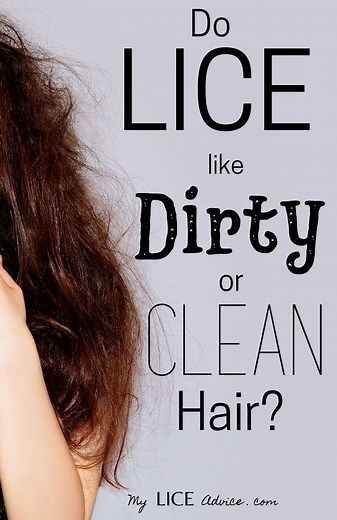 Do Lice Like Clean or Dirty Hair - My Lice Advice