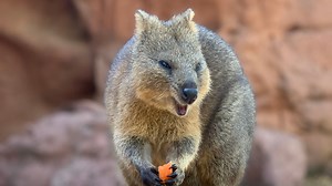 Sea Life Sydney Aquarium and Wild Life Sydney Zoo Livestreams | Things to do in Sydney