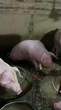 Pig Breeding ★ Life of Pigs P61✔ #pigmating #pigs #Animal
