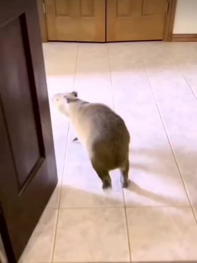 Capybara Pull Up Song Compilation