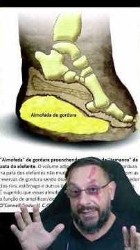 O que acontece com os pés do elefante? @DNA.SELVAGEM #biologohenrique #animais #biologo