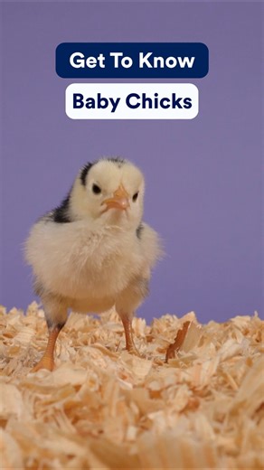 Hatching knowledge 🐥Find chickens at select Petco locations: bit.ly/440qyH6 | Petco
