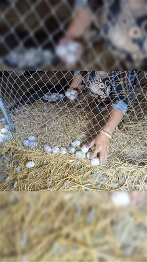 duck song _ lụm trứng vịt #ducksong #vitdechaydong