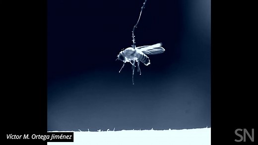 When Electricity Attracts Life: The Electrostatic Ascent of Jumping Nematodes (Nematoda, Chromadorea, Rhabditida, Steinernematidae vs. Diptera, Drosophilidae) We believed we had witnessed all conceivable twists of evolutionary drama. Yet here unfolds a scene so improbable that it seems to have emerged from the dream of a physicist. Tiny soil-dwelling nematodes, parasitic by nature, propel themselves into the air and reach their hosts via… static electricity. Yes, the same static electricity that