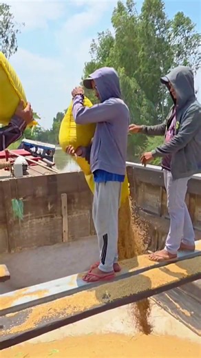 Nữ thuyền trưởng Ngọc Xem len lỏi kênh hẹp vào tận ruộng nhận lúa 🌾🚤