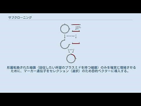 サブクローニング