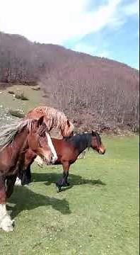 Monta equina stallone e cavalla TPR