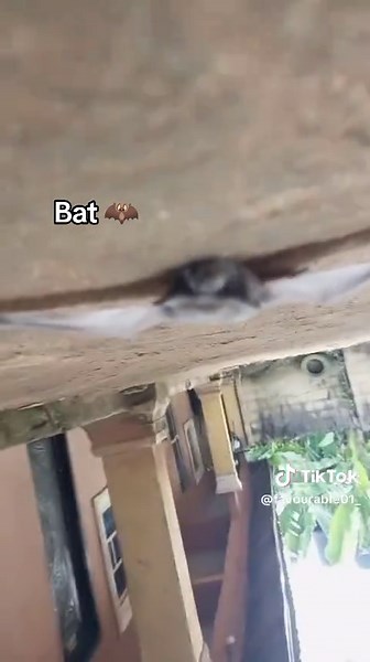 Bat 🦇 (bat have a virus when bitten) take away from bat bite oo