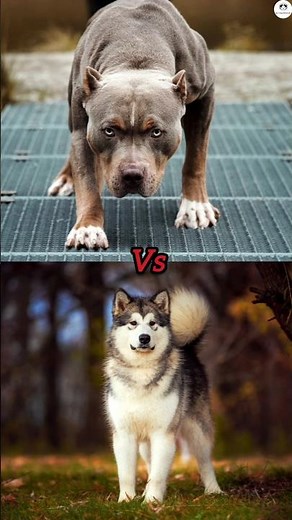 Pitbull vs Alaskan malamute vs German shepherd vs Caucasian shepherd vs Boerboel lbs comparison #dog