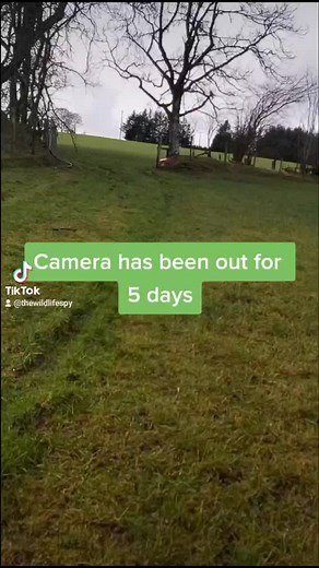 The Wildlife Spy on TikTok