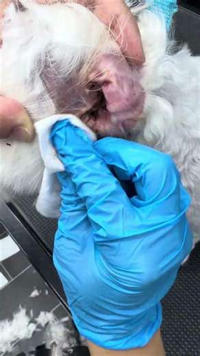 Dog Grooming Ear Care Routine | Satisfying Results #shorts