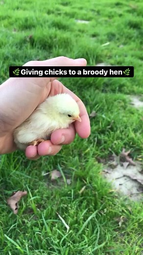 Effective Nighttime Tips for Managing Broody Hens