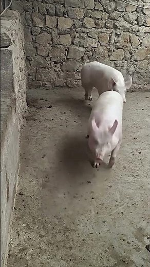 Secrets of pig training a step by step guide# 18