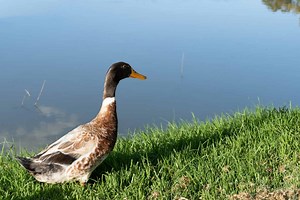 Do Ducks Make Good Pets?