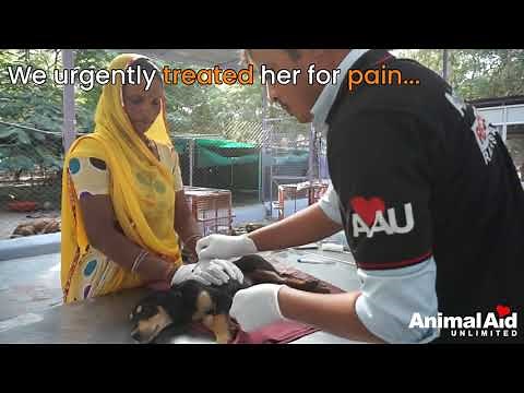 Rescue of adorable puppy with crushed leg.