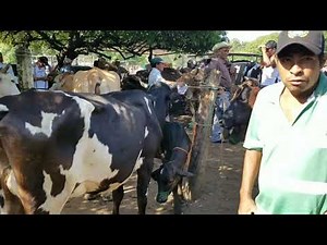 Compra y venta vacas paridas El Salvador