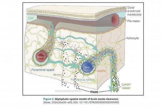 Impact of Sleep Disorders and Disturbed Sleep on Brain Health