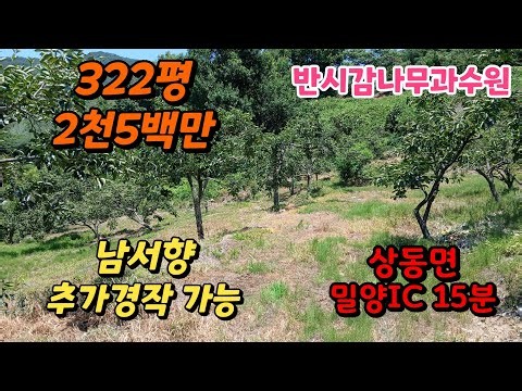 땅이모572. 2천5백만 322평 반시감나무과수원 문의010-9487-8654#밀양급매물#밀양땅매매#밀양농막매매#밀양토지급매물#밀양체류형쉼터매매#밀양전원주택지매매#밀양토지매매