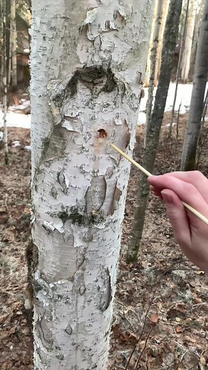 Wild and Free- Interior Alaska on TikTok