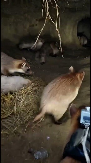 Rat POV Inside a Secret Underground World Real Micro Camera Footage #Shorts