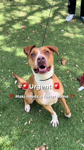 🚨 Maki needs your help. 💔 This sweet, playful 2-year-old Terrier mix is having a really hard time in the shelter environment. Maki has been declining and becoming increasingly stressed, and the constant noise and activity around her has been overwhelming. Her stress has led to continuous high-pitched barking, which is also starting to affect the other animals around her. Unfortunately, Maki is heartworm positive, so she can’t run around and release the anxious energy she has built up like she 