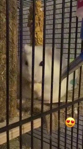 Blue team (@fishy1234556)’s videos with Baby Sound - eas ratta