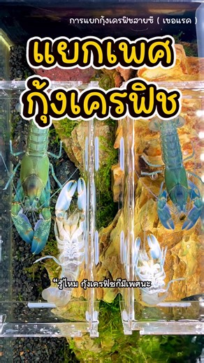 แยกเพศกุ้งเครฟิช สายซี : ย่อมาจากคำว่า Cherax ที่รู้จักกันจะมี 2 ประเทศคือ ออสเตเรีย และ อินโดนีเซีย #exoticpets #ตู้ปลา #งานอดิเรก #crayfishwatermarkfarmTH