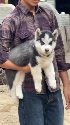 Husky Blue Eyes Male Puppy Available