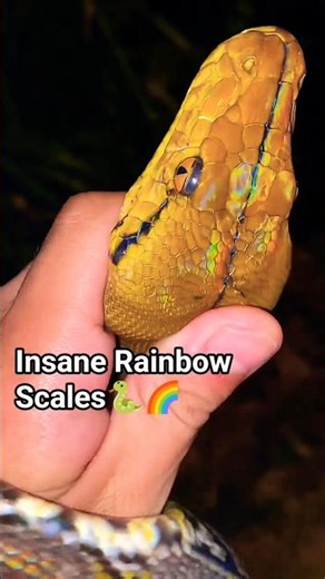 WTF (hidden rainbow reveal) #snake #nature 🐍✨