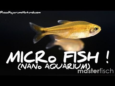 HASEMANIA NANA : micro poisson pour nano aquariums - MasterFisch - Pascal Aquariums Naturels