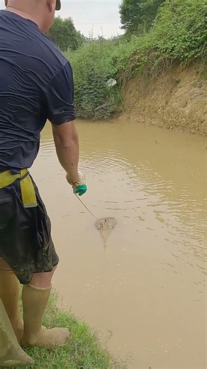 Chài cá khe #fishing