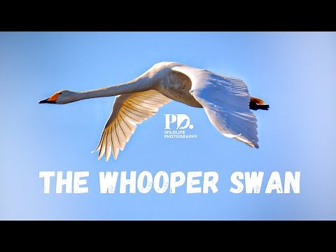 The Whooper Swan. Wildlife Photography