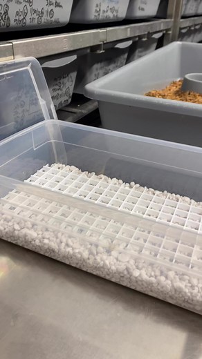 3.8K views · 45 reactions | Clutch 4 has arrived from this first time mom I hatched in 2019. GHI Red Stripe Yellowbelly Clown X Spotnose Het Clown. | Ball Pythons 101 | Facebook