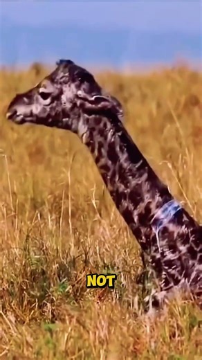 Why Baby Giraffes Fall at Birth? #giraffe #animals #shorts