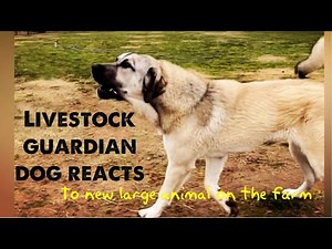 Our 9 month old livestock guardian dog reacts to a new large animal on the farm.