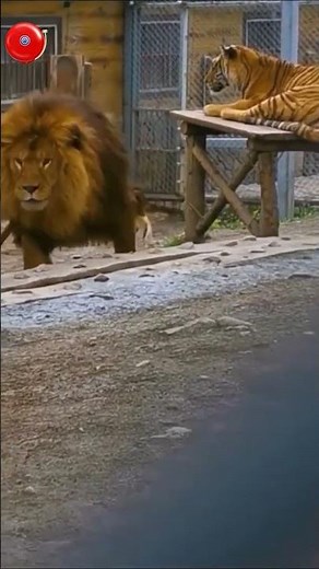 lion vs tiger size comparison ( huge lion)