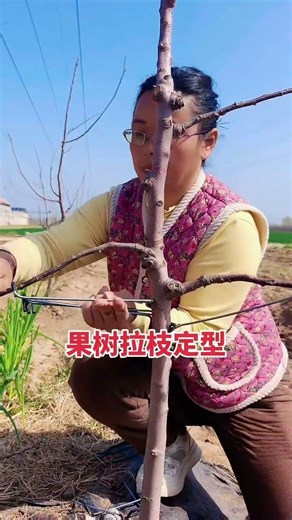 Fruit tree branch shaping machine #fruit tree branch shaping machine #fruit tree planting