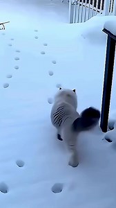 742K views · 3.9K reactions | #cat #tricks #copycat | A See Facts | Facebook