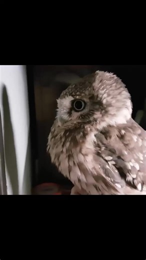 Cute Owl Owl Videos Owl photography owl pictures Owl photo Owls photography Birds Videos #owl #owls #birds #birdsvideo #owlphotography #owlvideos #OwlVideo #littleowls #nature | Birds Lover