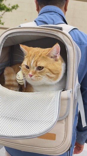 1.1K views | Travel with cat. #catcarrier #catbackpack #cattravel #travelwithcats #adventurecat #catadventures #catontheroad #petcarrier #catbag #cats #catlovers #kitty #kittycat | Glampawstorecats | Facebook