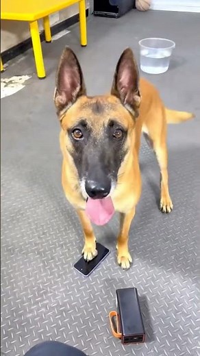 Smart Dog Training #explorepage #belgianmalinois #reels #dog