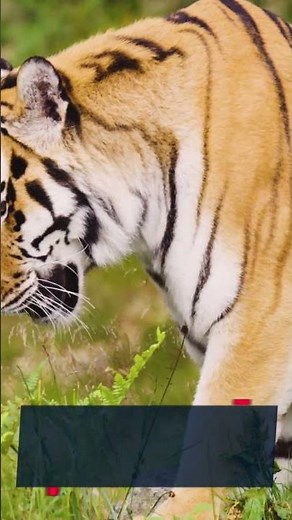 The Tiger Attack at the San Francisco Zoo!