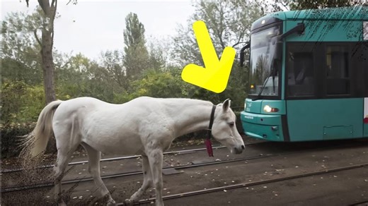 Lone Horse Takes Herself on Daily Walks for 14 Years With a Mysterious Note Around Her Neck