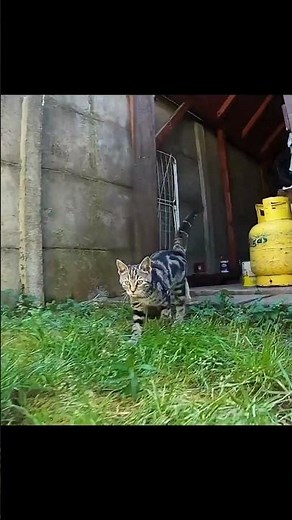 The Instinctive Awareness of Animals: Center of Gravity and Agile Balance | SGK English