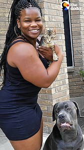 Kitten moves in with a 130-pound dog and proceeds to dominate him 😹 | The Dodo