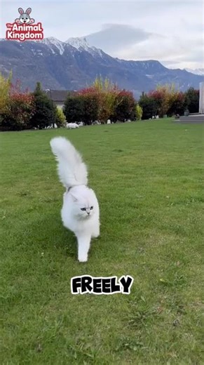 Indoor Rabbit vs Outdoor Cat 🐰🐱 | Which Pet Life Is Better?